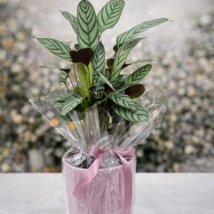 Kalatea u keramičkoj posudi