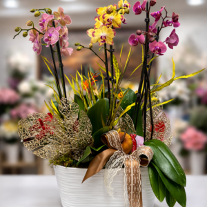 Imperial orhideja vrt